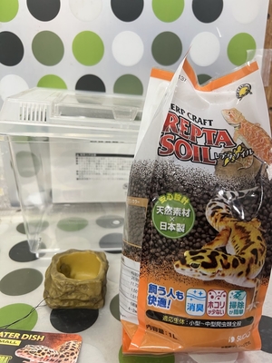 ニホンヤモリ（S）飼育の基本セット  