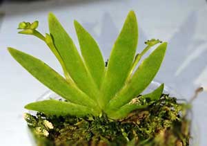 エリキナ・プシラ