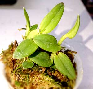 エピデンドラム・ポーパックス