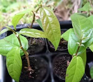 フィカス・ラジカンス