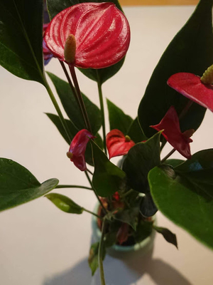 マイクロアンスリウム