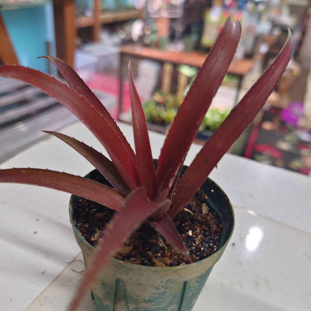 新品⭐️送料込み⭐️ Bacchus レッドバーストが登場❗️ 小さかっ 