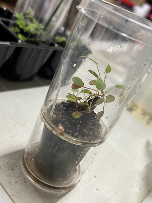 ベコニア　バンケレクホベニー