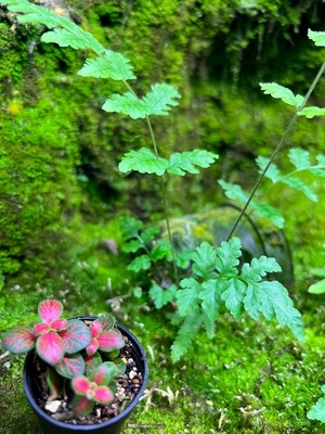 フィットニア　&rdquo;スケルトン&rdquo;