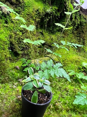 ハクチョウゲ　斑入り