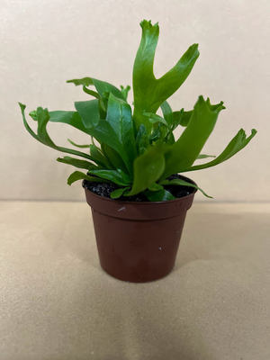 アスペルニウム ・クリッシー　6cmポット