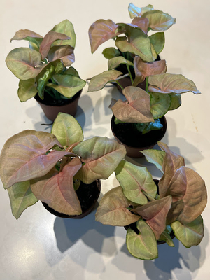 シンゴニウム　ネオン　6cmポット