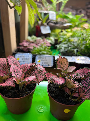 フィットニア　ピンクアンネ　6cmポット