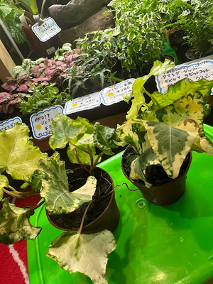 アイビー　ゴールデンセシリエ　 6cmポット