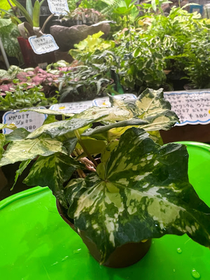 アイビー　ゴールデンジィッタ　 6cmポット