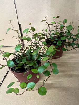 ミューレンベッキア コンプレクサ　6cmポット