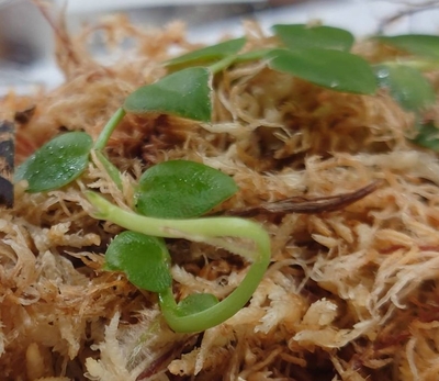 ラフィドフォラ・ハイー