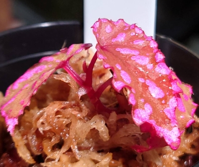 ベゴニア・ネグロセンシス