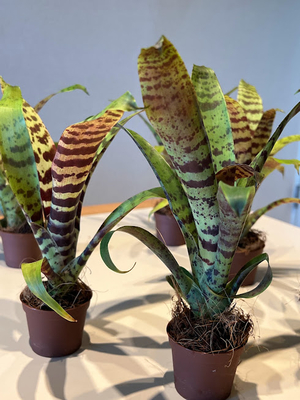 フリーセア　スプレンデンス　6cmポット