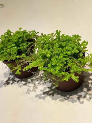 セラギネア アポタ　6cmポット