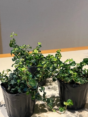 フィカス・プミラ　ムーンライト　9㎝ポット