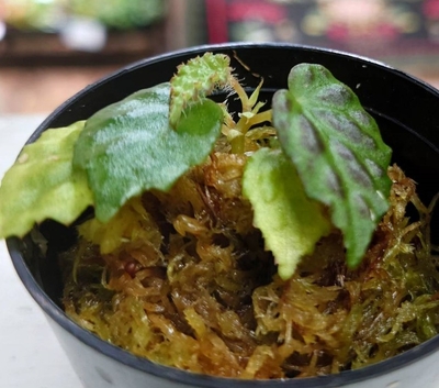 ベゴニア・ドラコペルタ