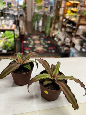 クリプタンサス・ビッタータス　6cmポット