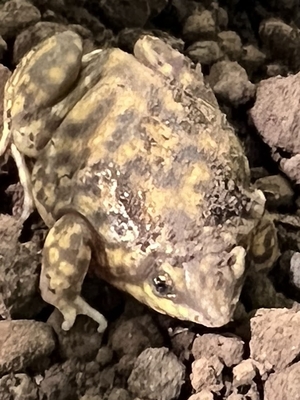 マダラアナホリガエル