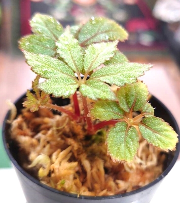 ベゴニア　&ldquo;フロステッドスター&rdquo;　通販・店頭販売