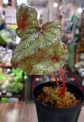 ベゴニア・バリアビリス　通販・店頭販売