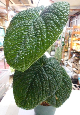 アンスリウム・スプレンディダム2　通販・店頭販売