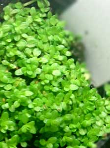 キューバパールグラス