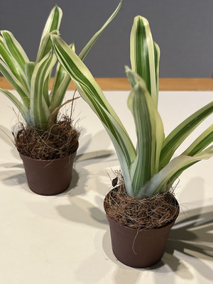 エクメア　ブルーコーラル　6cmポット