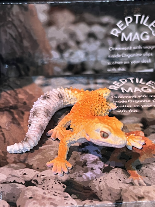 ヒョウモントカゲモドキ ベビー マグネット －ワイルドスカイwildsky