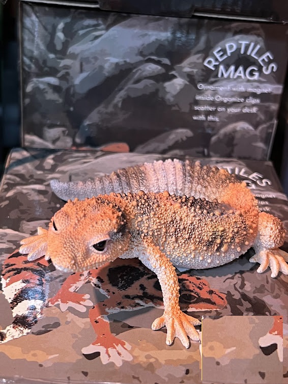 ニシアフリカトカゲモドキ マグネット －ワイルドスカイwildsky