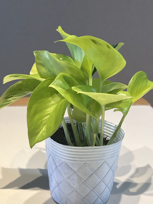 ポトス　テルノエスプリ