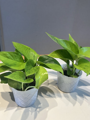 ポトス　テルノカーニバル