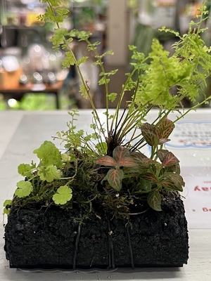 浮島ビオトープ　植栽済み　インドア用　Ｂ