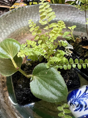 浮島ビオトープ　植栽済み　アウトドア用　Ｂ