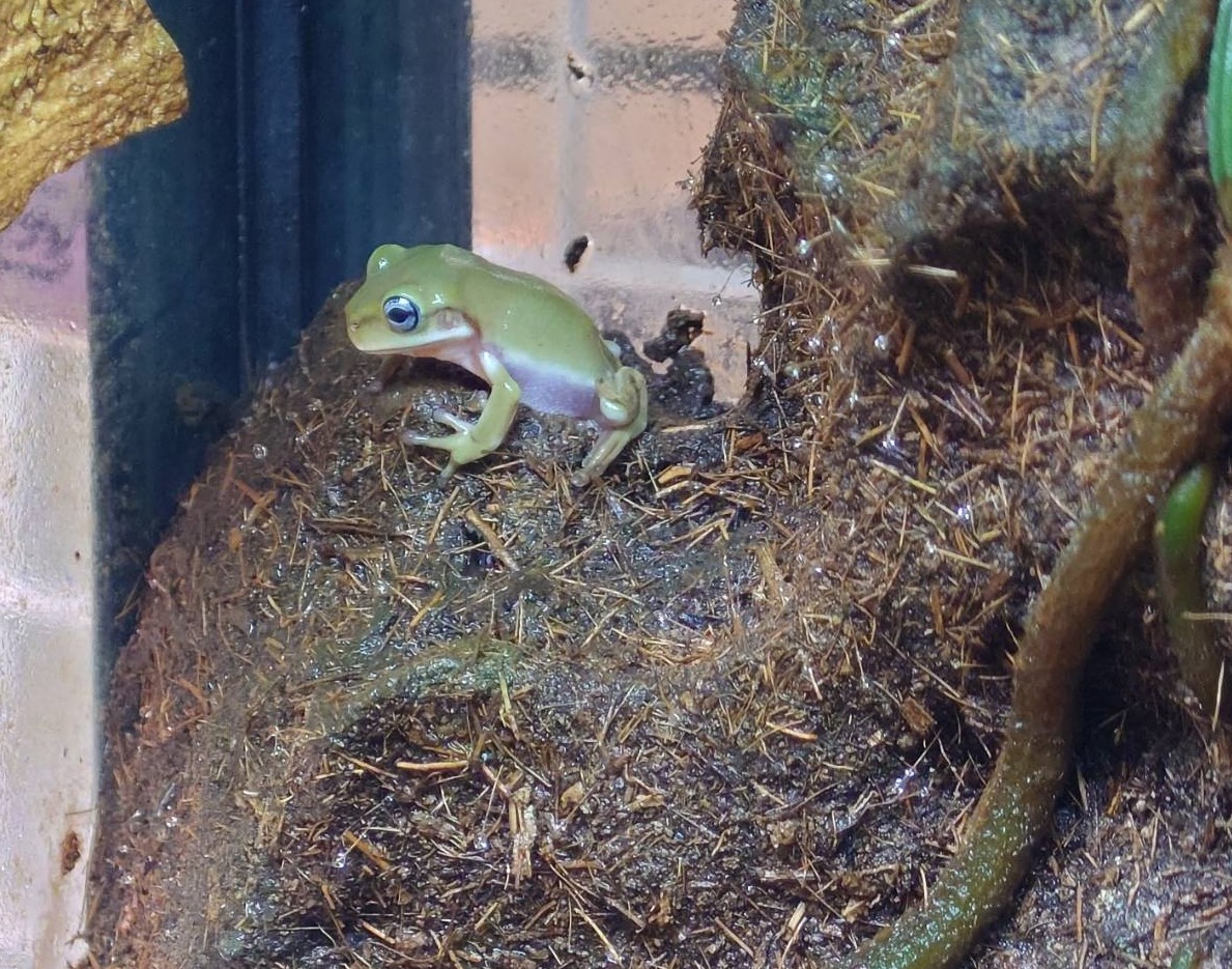 イエアメガエルブルーアイ