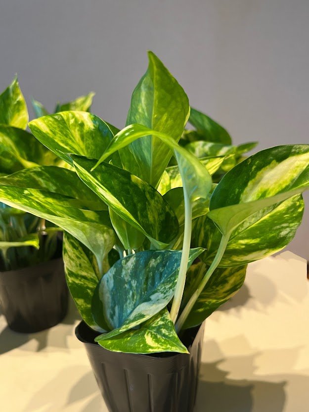 ポトス | ワイルドスカイ通販