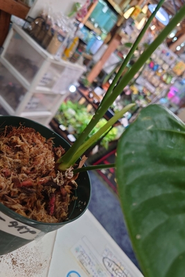 【大きめ選抜株】アンスリウムベイチー アンスリウムベイチー②(7/4撮影)現物販売 | BB Plants Store