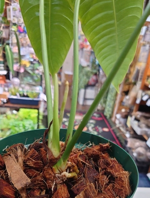 アンスリウム・ベイチータイプ | ワイルドスカイ通販