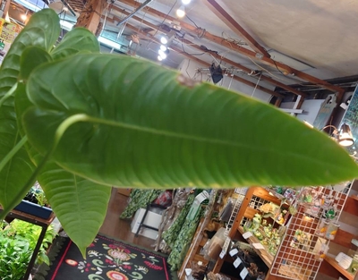 アンスリウム　ベイチー　2株 250616 21 アンスリウム ベイチー 2株 250616 21