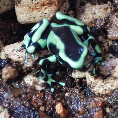 マダラヤドクガエル“カリビアングリーン” | ワイルドスカイ通販