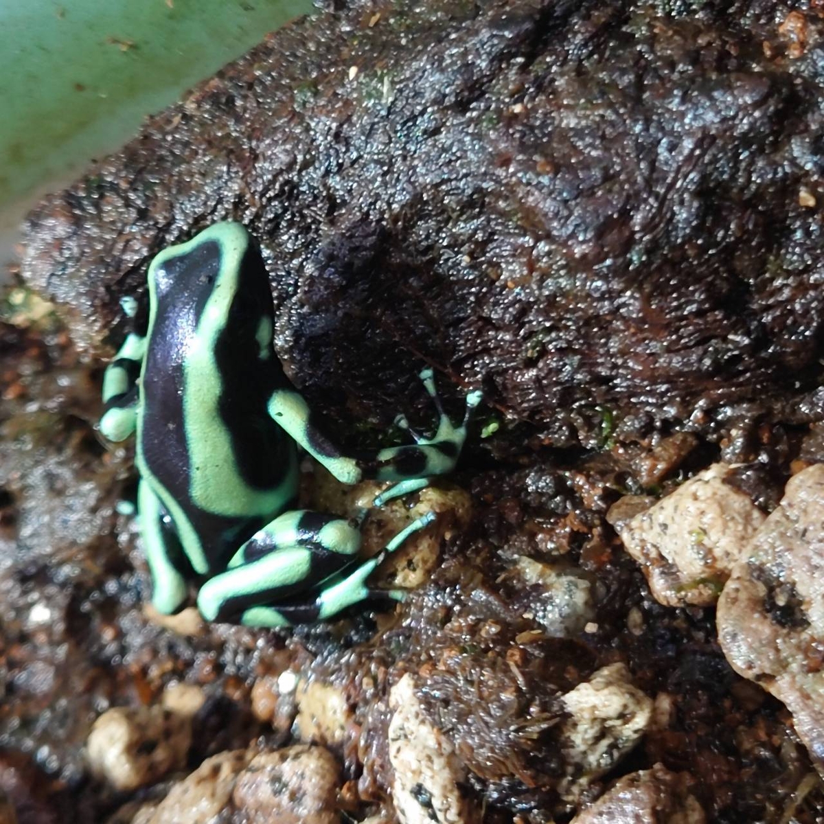 マダラヤドクガエル“カリビアングリーン” | ワイルドスカイ通販