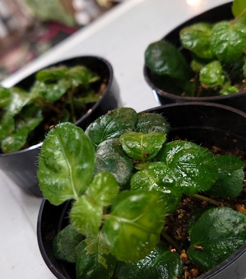 葉っぱが小さい植物 匍匐性植物 通販・店頭販売中です | ワイルド