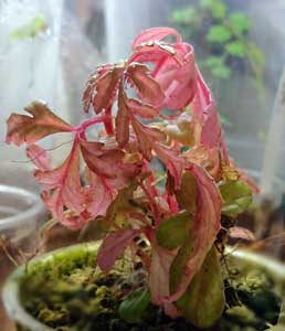 ベゴニア・ポリロエンシス