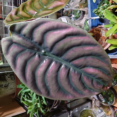 アロカシアクプレアの小芋　ネコポス アロカシアクプレアの小芋 ネコポス