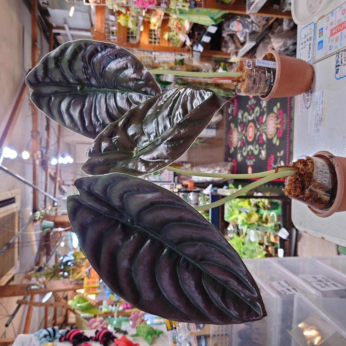 アロカシア・クプレア | ワイルドスカイ通販