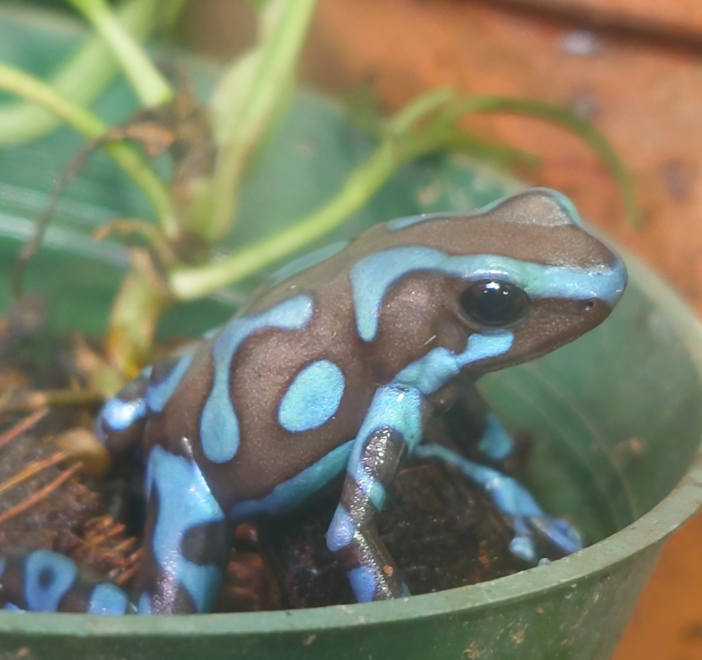 auratussuperblue01_17468643029