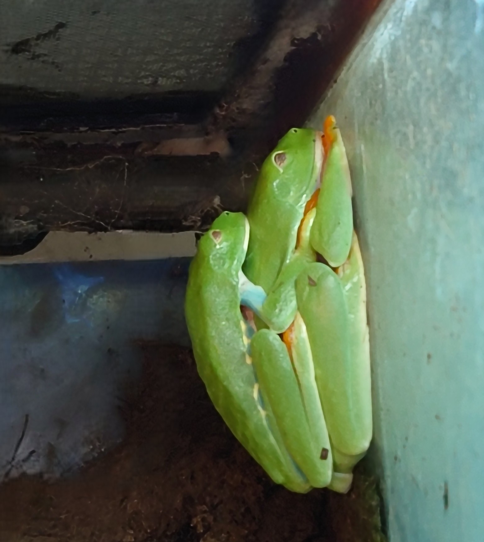 アカメアマガエルぺア”><BR>


<div><br></div><div><br></div><div><div style=