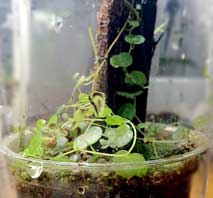 ペペロミア・エマジネラ