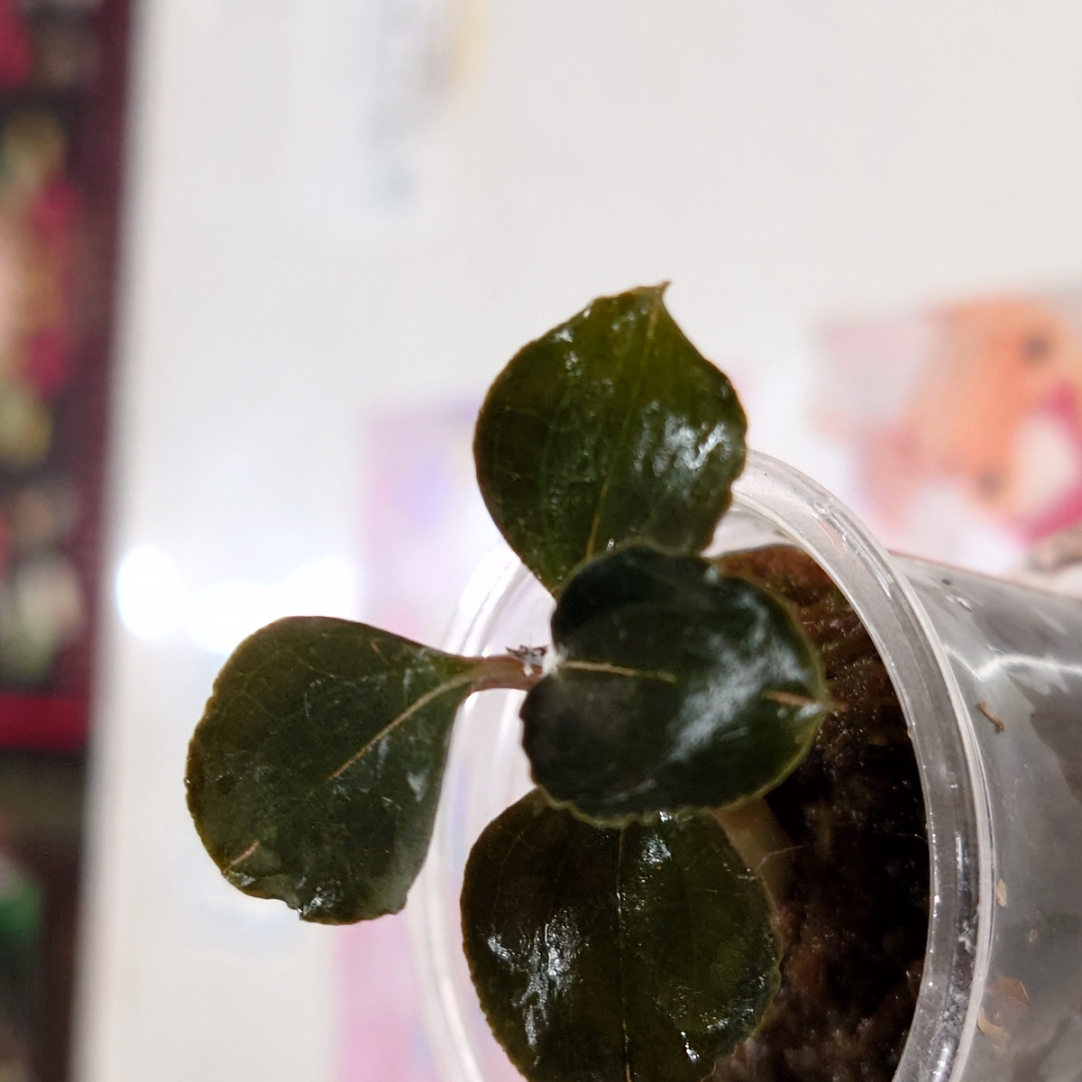 アネクトキルス“ブラックスワン” | ワイルドスカイ通販