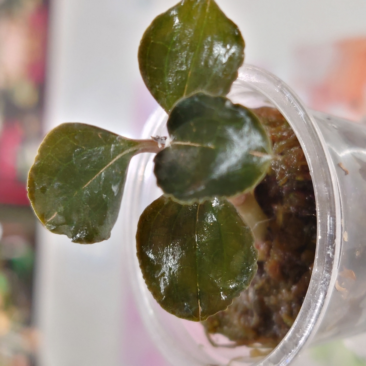 アネクトキルス“ブラックスワン” | ワイルドスカイ通販